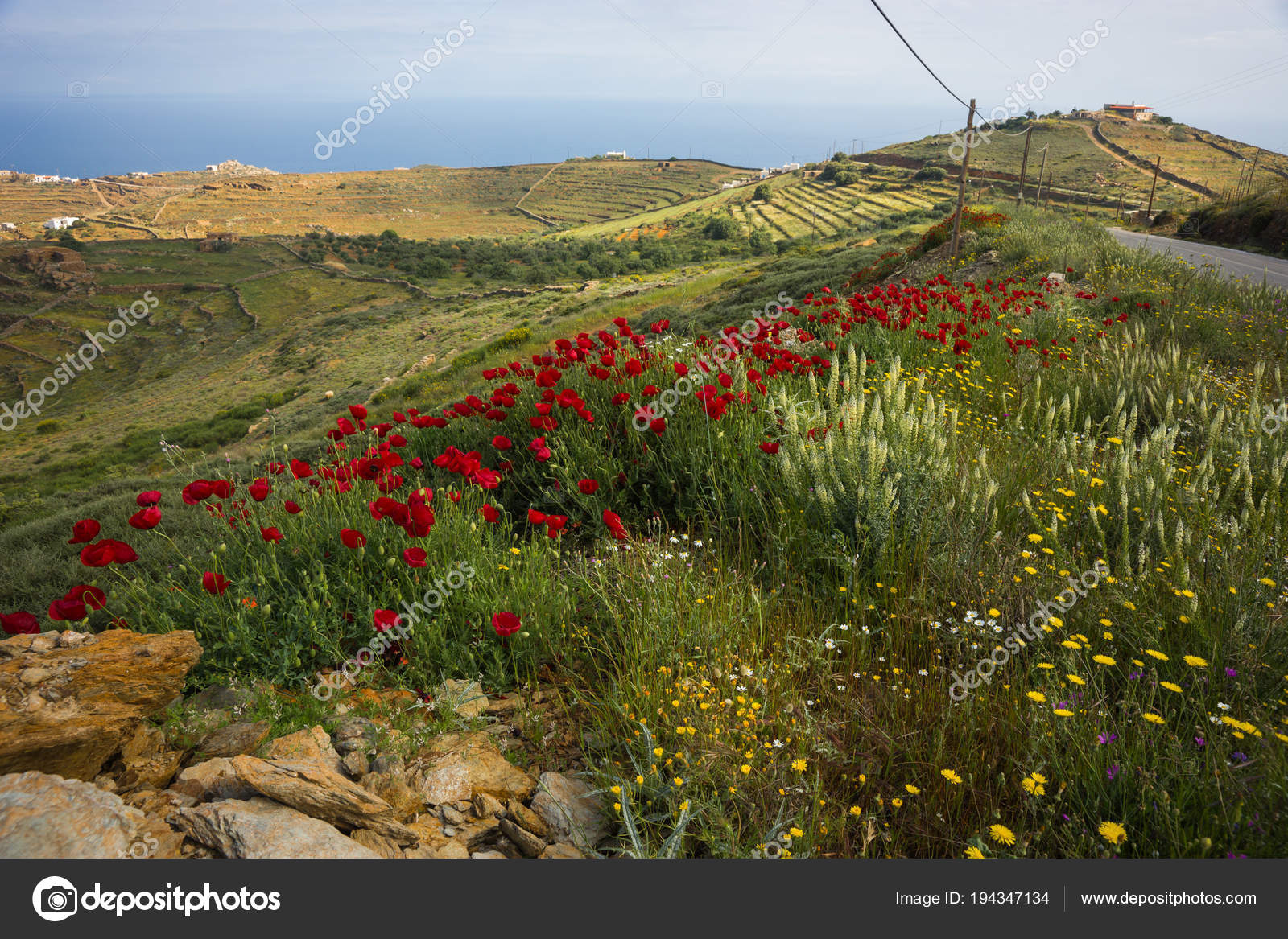 Spring flowers in Greece on Kea island — Stock Photo © sietevidas