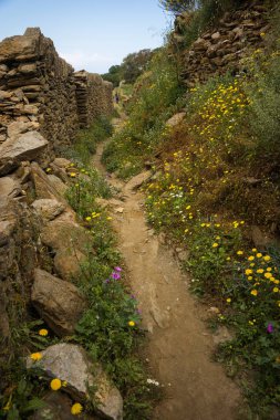 Bahar çiçekleri Kea Adası Yunanistan