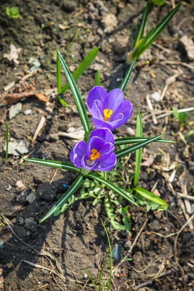 Several  lilac crocuses  growing from black soil in springtime — Stock Photo, Image