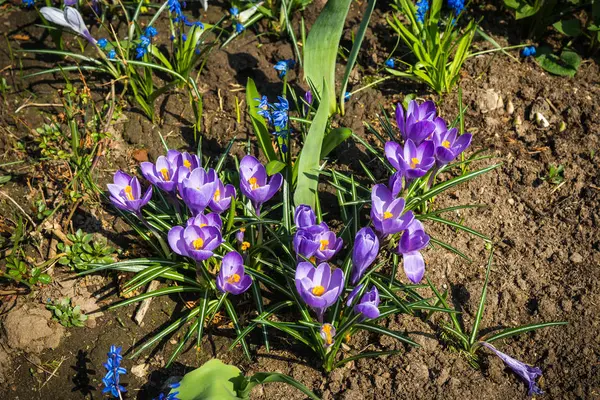 Vários crocos lilás crescendo a partir de solo negro na primavera — Fotografia de Stock