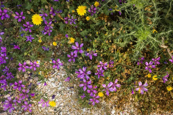 Jarní květiny v Řecku na ostrově Kea — Stock fotografie