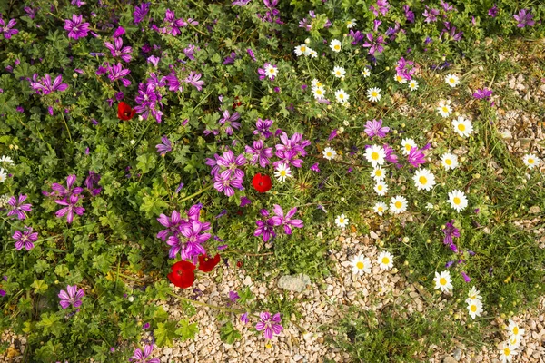 Flores da primavera em Greece em ilha de Kea — Fotografia de Stock