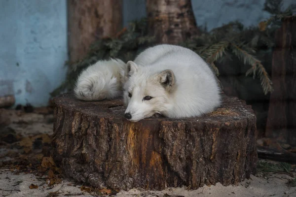 Fluffy white fox lying on a stump — Stock Photo, Image