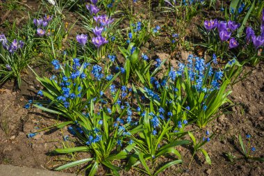 Bahçede büyük bahar mavi taze çiçek