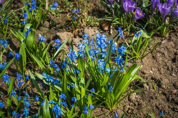 Źródlana duże niebieskie kwiaty w ogrodzie — Zdjęcie stockowe