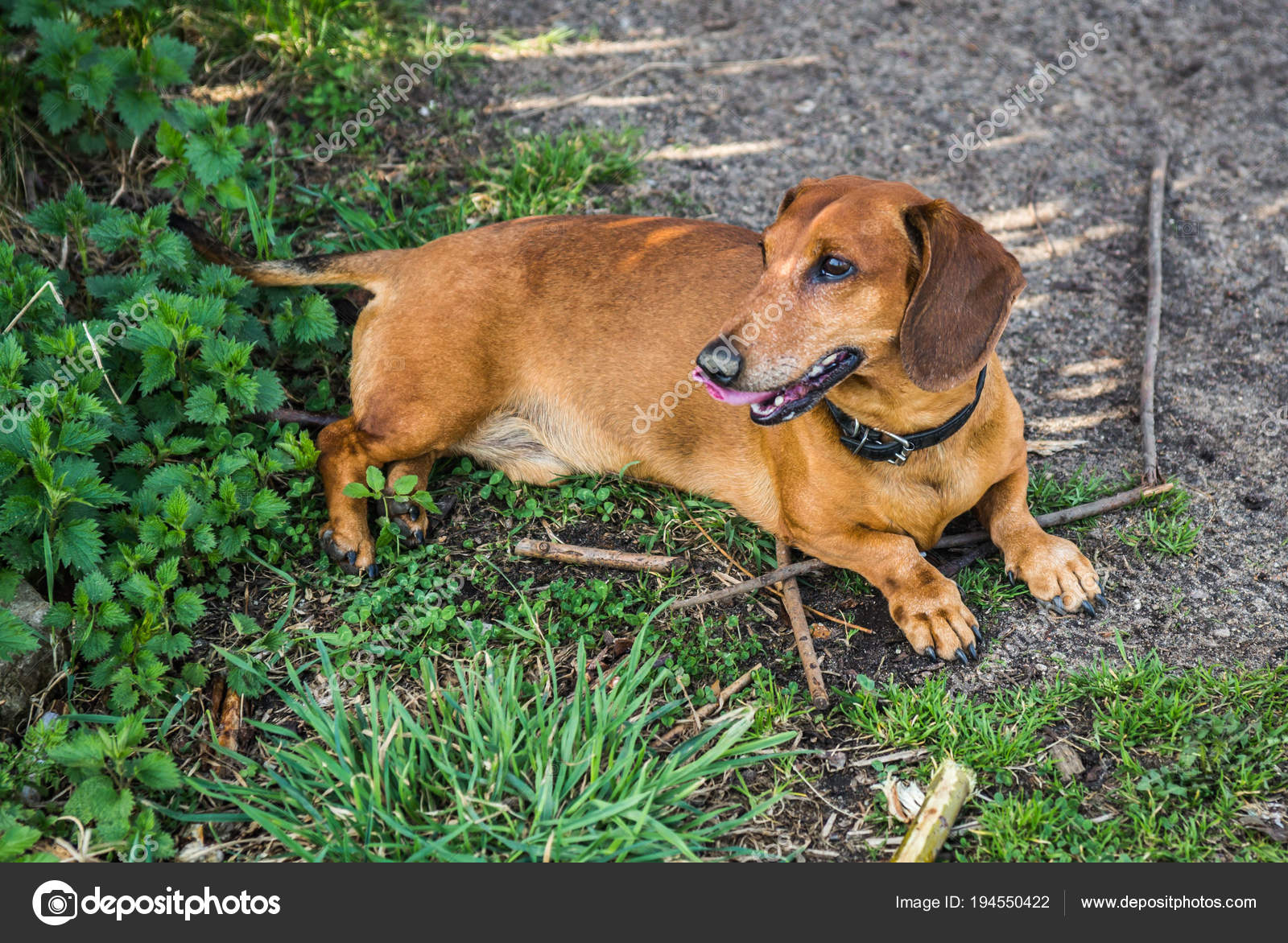 Petit Chien Teckel Roux Couché Sur Lherbe Verte