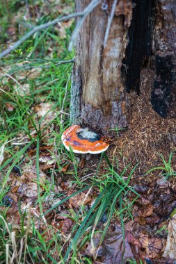 Kalu şeytanın kapatma ormandaki kütükleri üzerinde ahşap mantar