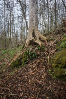 Kütükleri ve tahtaya ağaçların köklerini Kaluga r yerleşim lanet olsun