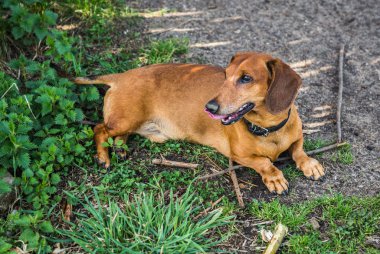 Küçük kızıl saçlı Dachshund Köpek yeşil çim üzerinde yalan