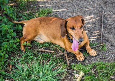 Küçük kızıl saçlı Dachshund Köpek yeşil çim üzerinde yalan
