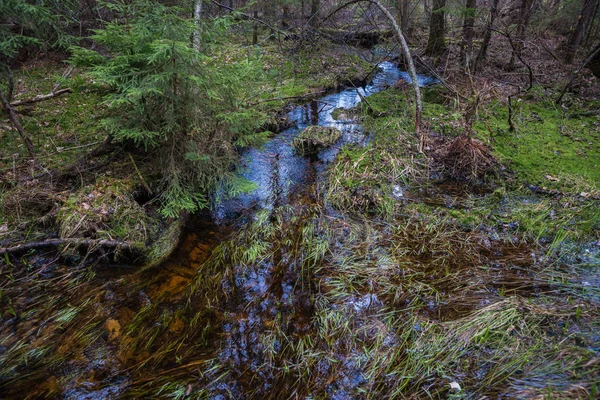 Streams and pools in wood on devil's settlement — Stock Photo, Image