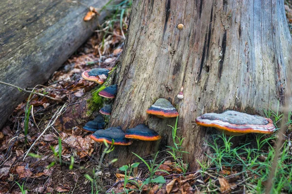 Ξύλο μανιτάρια σε κολοβώματα στο δάσος στον οικισμό Kalu του διαβόλου — Φωτογραφία Αρχείου