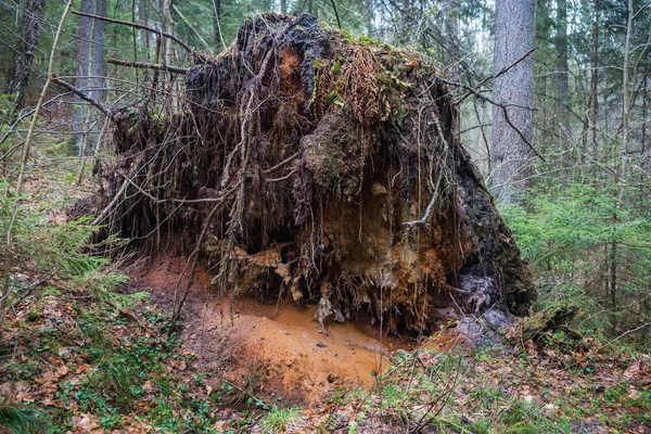 Cotos e raízes de árvores em madeira no maldito assentamento em Kaluga r — Fotografia de Stock