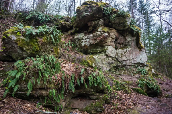 Paisagem florestal no assentamento do diabo na região de Kaluga — Fotografia de Stock