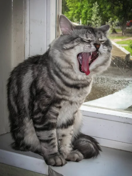 Portret van grote zwarte en zilveren marmeren Siberische Kat — Stockfoto