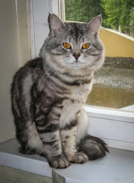 Retrato de gran gato siberiano de mármol negro y plata — Foto de Stock
