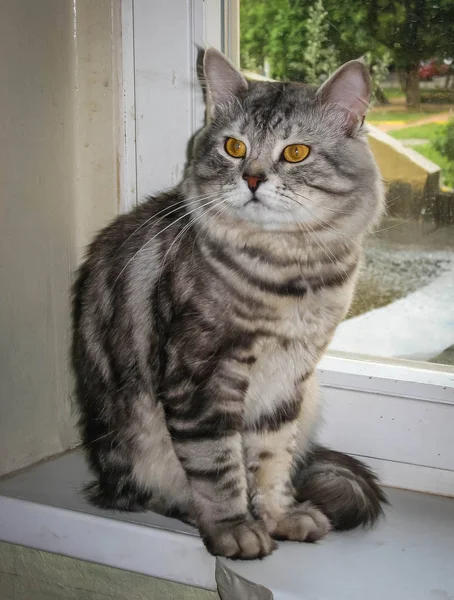 Portret van grote zwarte en zilveren marmeren Siberische Kat — Stockfoto