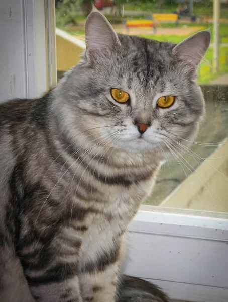 大黑银色大理石西伯利亚猫肖像 — 图库照片