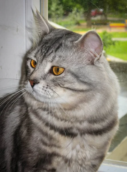 Портрет крупного черно-серебряного мрамора сибирской кошки — стоковое фото