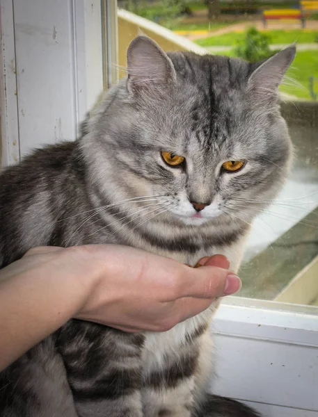 Porträtt av stora svarta och silver marmor Sibirisk katt — Stockfoto