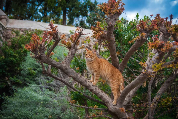 Gato listrado vermelho grande em uma árvore com folhas laranja-vermelhas — Fotografia de Stock