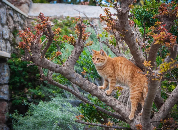 Big red striped cat on a tree with orange-red leaves