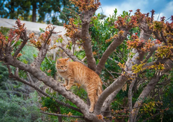 Gato listrado vermelho grande em uma árvore com folhas laranja-vermelhas — Fotografia de Stock