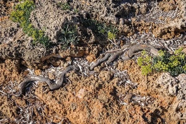 Tree roots on the beach in Torre Guacheto in Puglia in Italy — Stock Photo, Image