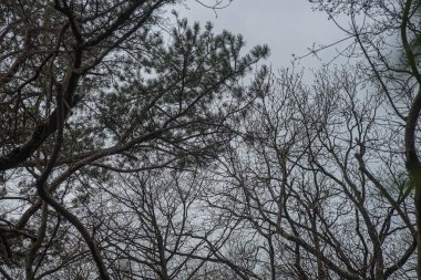 Kırım parkında çıplak ağaçlarla manzaralı bir yer.