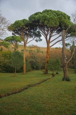 Kırım parkında yeşil ağaçlı manzara.