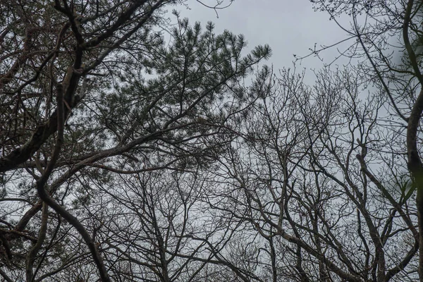 Kırım parkında çıplak ağaçlarla manzaralı bir yer.