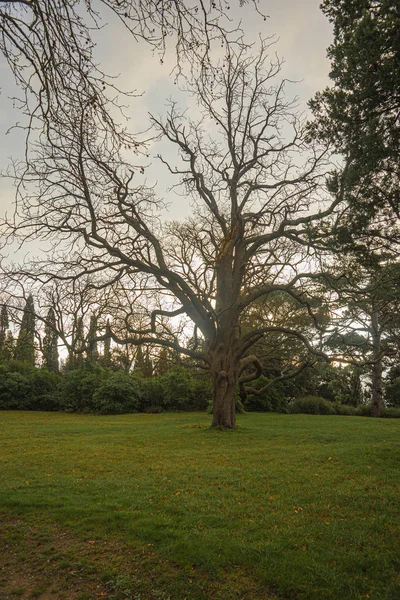 Paisagem Cênica Com Árvores Nuas Parque Crimeia — Fotografia de Stock