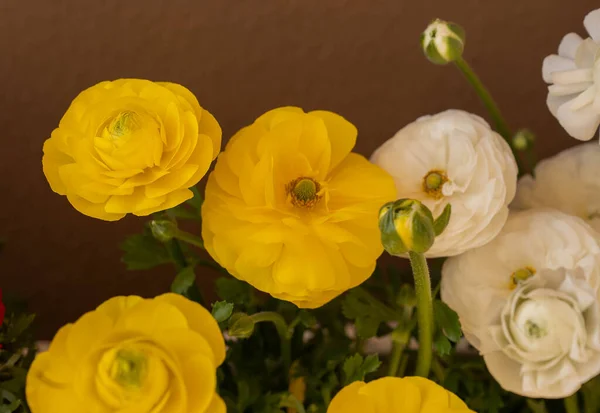 Квітучі Жовті Білі Азіатські Баклажани Ранункули Горщиках Балконі — стокове фото