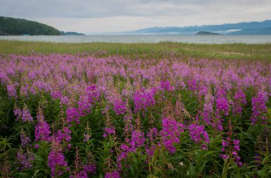 Image of Field of fireweed at Lake Baikal, Russia clipart