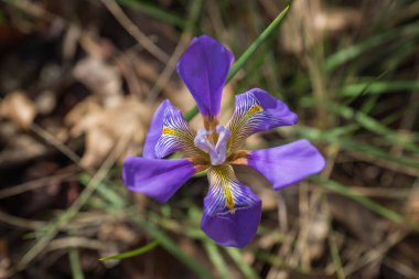 Yunanistan 'da bahar çimlerinde taze irislerin görüntüsü