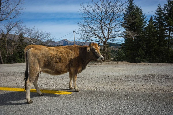 Image of red cow crossing a road in the mountains in Greece