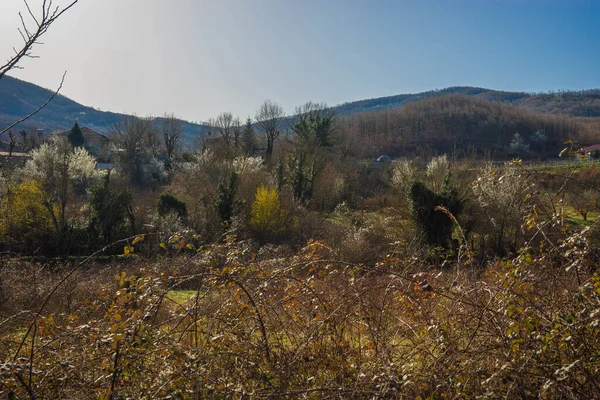 Bild Von Blühenden Frühlingsbäumen Einem Hang Der Nähe Einer Straße — Stockfoto