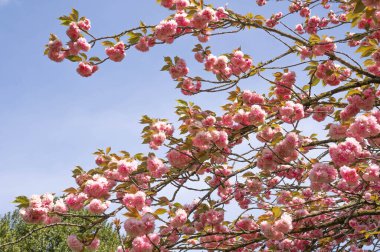 Roma, İtalya 'da baharda çiçek açan Japon kiraz ağaçlarının görüntüsü