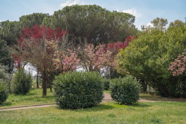 Roma, İtalya 'da parklarda filizlenen keçiboynuzu ya da Yahuda ağacı resmi