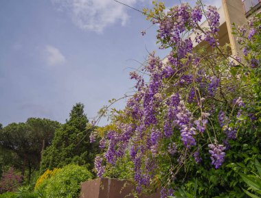 Roma, İtalya 'da açan mor bahar salkımının görüntüsü