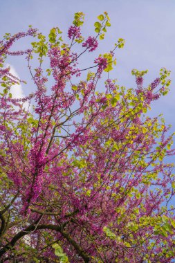 Roma, İtalya 'da parklarda filizlenen keçiboynuzu ya da Yahuda ağacı resmi