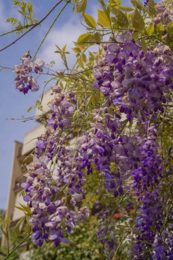 Roma, İtalya 'da açan mor bahar salkımının görüntüsü
