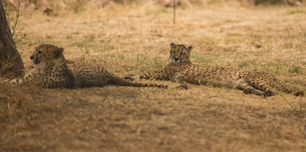 Kép Afrikai Gepárdokról Kenyai Masai Mara Parkban — Stock Fotó