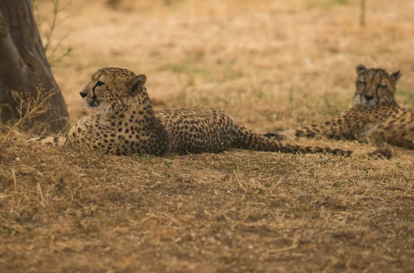 Εικόνα Αφρικανικών Τσιτάχ Στο Πάρκο Masai Mara Στην Κένυα — Φωτογραφία Αρχείου