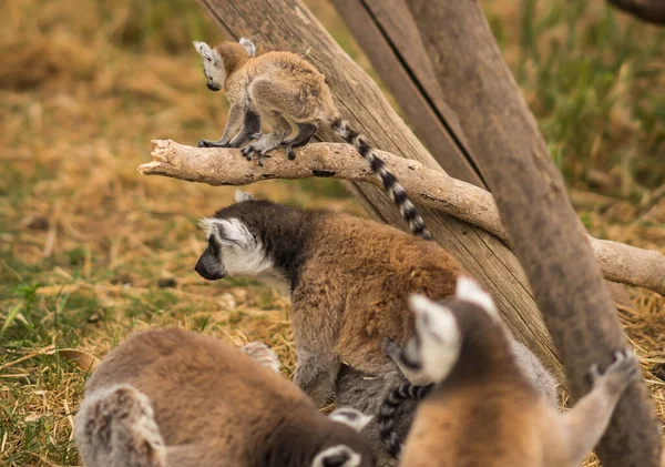 Image Family Lemurs Playing Playground — Stock Photo, Image