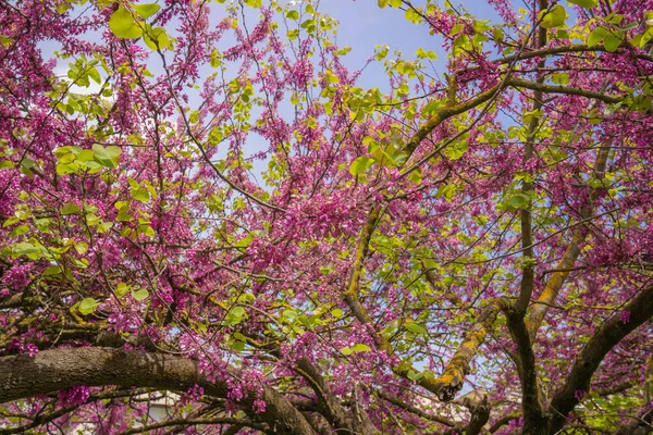 Obraz Karobových Rukavic Nebo Jidášova Stromu Kvetoucího Římských Parcích Itálie — Stock fotografie