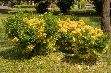 Roma, İtalya 'da park halindeki sarı-yeşil bahar çalıları