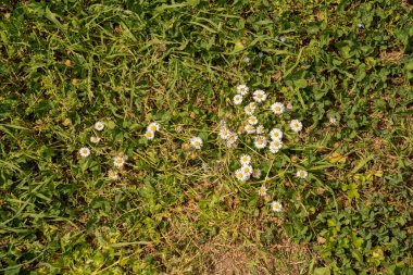 İtalya 'da, Roma' da bir parkta yeşil bir çimenlikte papatya resmi