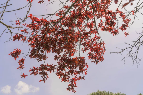 Image of spring red carved leaves on a blue sky background