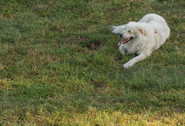 İtalya 'da bir parkta yeşil bir çayırda yürüyen beyaz köpek resmi